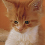 Kocurek Maine Coon