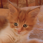 Kocurek Maine Coon