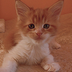 Kocurek Maine Coon