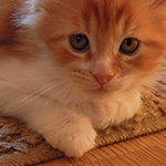 Kocurek Maine Coon