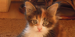 Kotka Maine Coon
