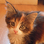 Kotka Maine Coon