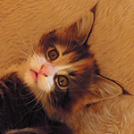 Kotka Maine Coon