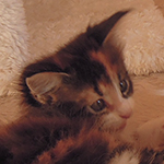 Kotka Maine Coon