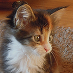 Kotka Maine Coon