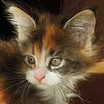 Kotka Maine Coon