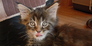 Kocurek Maine Coon