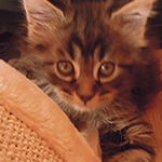 Kocurek Maine Coon