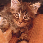 Kocurek Maine Coon