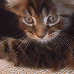 Kocurek Maine Coon