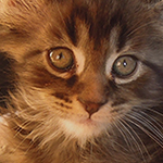 Kocurek Maine Coon