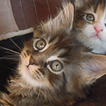 Kocurek Maine Coon