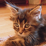 Kocurek Maine Coon