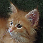 Kotka Maine Coon