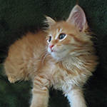 Kotka Maine Coon