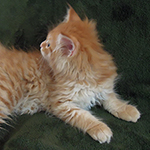 Kotka Maine Coon