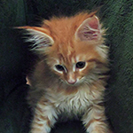 Kotka Maine Coon