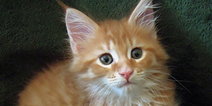 Kocurek Maine Coon