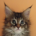 Kotka Maine Coon