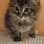 Kotka Maine Coon