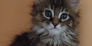 Kotka Maine Coon