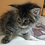 Kotka Maine Coon
