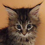 Kotka Maine Coon