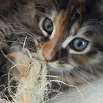 Kotka Maine Coon