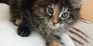 Kotka Maine Coon