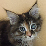 Kotka Maine Coon