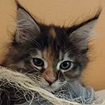 Kotka Maine Coon