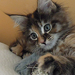 Kotka Maine Coon