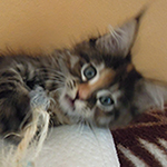 Kotka Maine Coon
