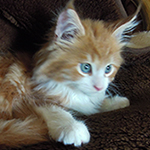Kocurek Maine Coon