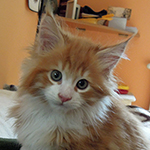 Kocurek Maine Coon
