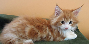 Kocurek Maine Coon