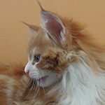 Kocurek Maine Coon