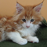 Kocurek Maine Coon
