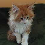 Kocurek Maine Coon