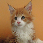 Kocurek Maine Coon