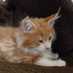 Kocurek Maine Coon