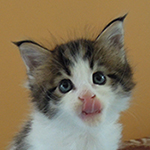 Maine Coon