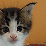 Maine Coon