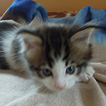 Maine Coon