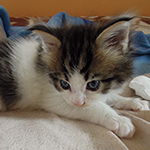 Maine Coon