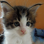 Maine Coon