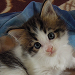 Maine Coon