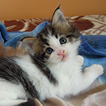 Maine Coon