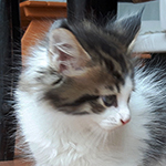 Maine Coon