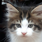 Maine Coon